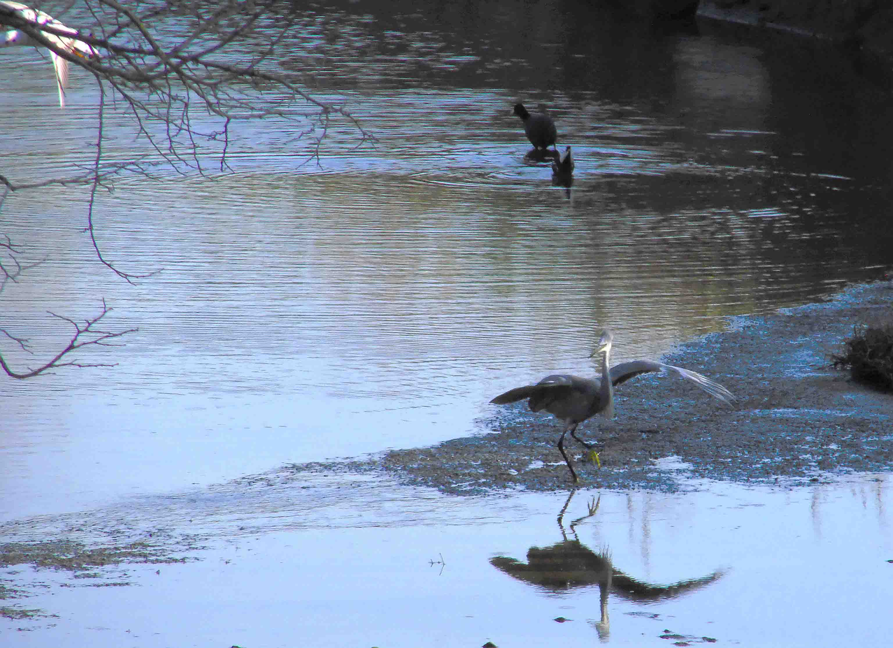 garzetta schistacea - Egretta gularis